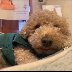 Meet your Posher, Zhongyi